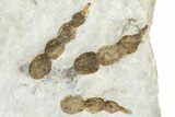 Plate of Dinosaur (Grallator) Tracks - Positive & Negative #366864-2